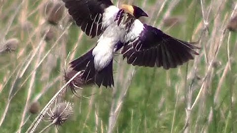 Bobolink In Flight Singing HQ HD