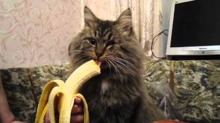 Котик жрёт банан Котик жрёт банан