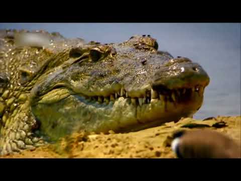 ناشونال جيوغرافيك أبوظبي وثائقي الحياة البرية في نهر النيل الجزء الأول