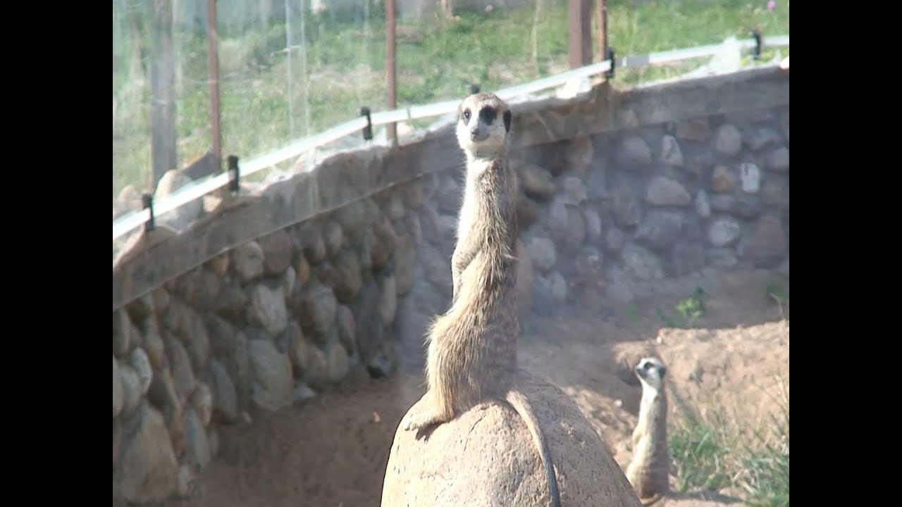 Сурикаты в московском зоопарке Сурикаты в московском зоопарке