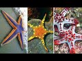 7 Tipos de Estrelas do Mar COLORIDAS e FASCINANTES Mais INCRÍVEIS Que Existem