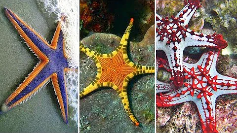 Como as estrelas-do-mar sentem o ambiente?