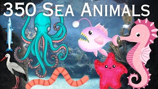 350+ Sea Animals name in english   Sea Animals video