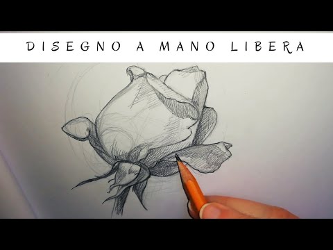 Come Disegnare A Mano Libera Una Rosa Disegno A Matita Passo Dopo Passo Youtube