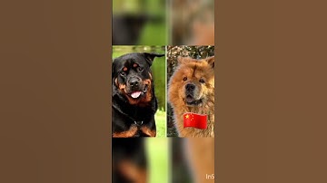 #Rottweiler  versus  chow chow