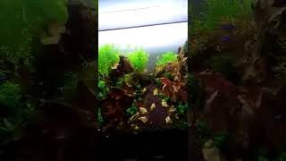 New Ada 60Cm Aqua Set Up