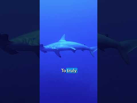 Sharks Are in Trouble