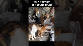 결국 흩어질 냥이들 #아기고양이 #kitten #바다냥이 #길냥이구조 #고양이 #cute #바닷바람 #바다낚시 #고양이일상 #강아지