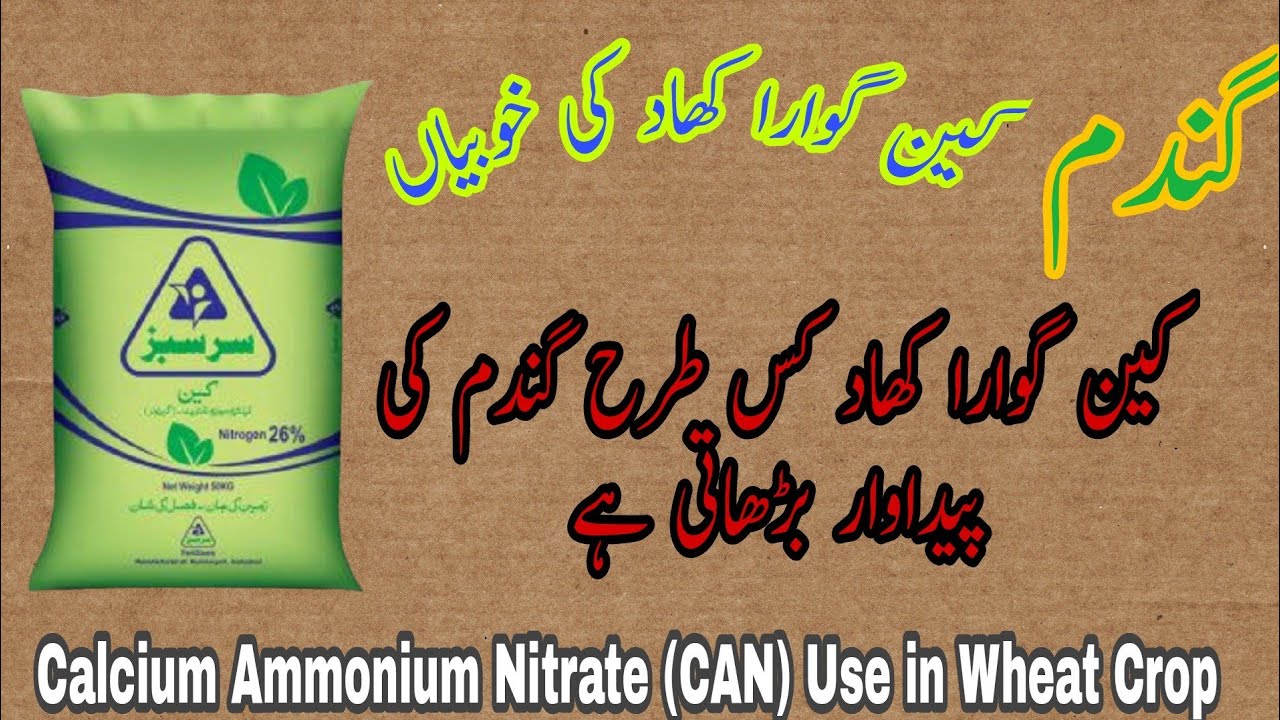 Calcium Ammonium Nitrate use in Wheat crop | CAN gawara fertilizer use in Wheat | کین گوارا کھاد
