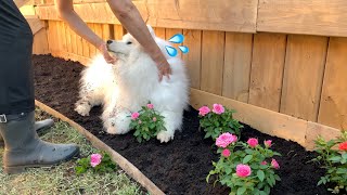 My Dog Ruined Grandma's Garden And Got Punished With A Shower