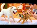 叱られた子犬が泣きながら逆ギレしてます