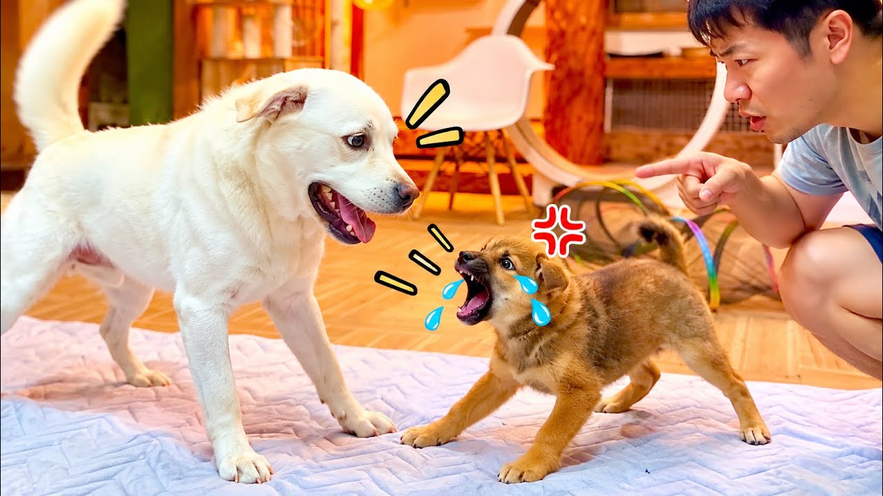 叱られた子犬が泣きながら逆ギレしてます