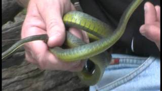 02 Common Tree.mp4 Profile