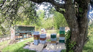 Bienenvölkerdurchsicht. Bienen sammeln Äpfel, Kirschen und Bärlauch Honig.