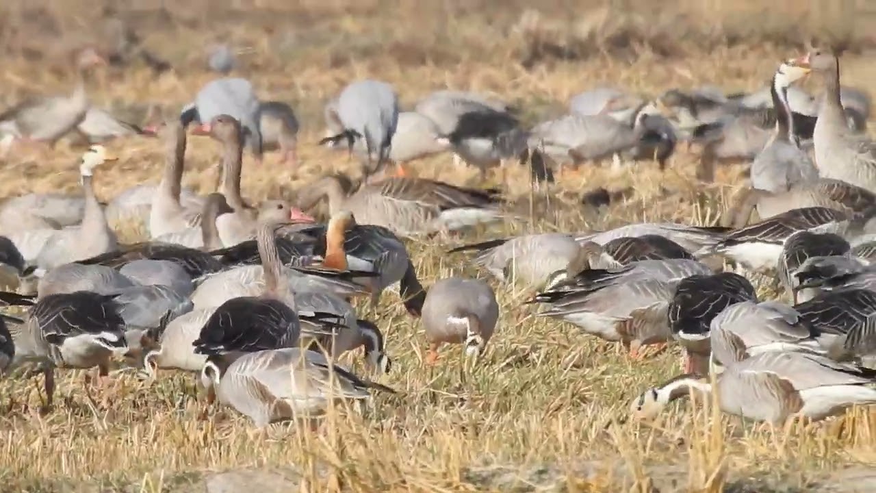 bar headed goose graylage goose common crane Nalsarovar birds sanctuary  .... December   2024