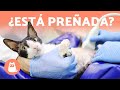 6 SÍNTOMAS de una GATA EMBARAZADA y otras DUDAS