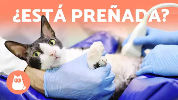 ¿Pueden quedarse embarazadas las gatas?