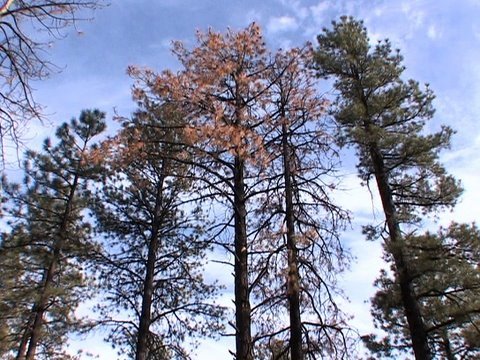 Ifm Tree Trees and Global Warming - YouTube
