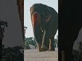 like end comants 🐘🐘🥰🥰🥰