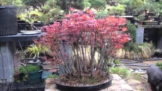 Japanese maple bonsai forest planting in the early spring! after
trimming. originally there were 30 individual trees. this was made 5
years ago...ye...