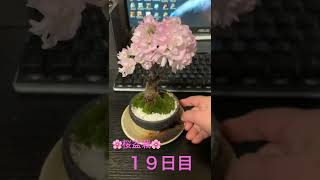 #初心者 ＃桜 #盆栽 #成長記録 #19日目 　#vlog #shorts    （歌〜零れ桜〜）