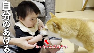 いつも優しい大好きな柴犬に自分のおやつを差し出す赤ちゃん