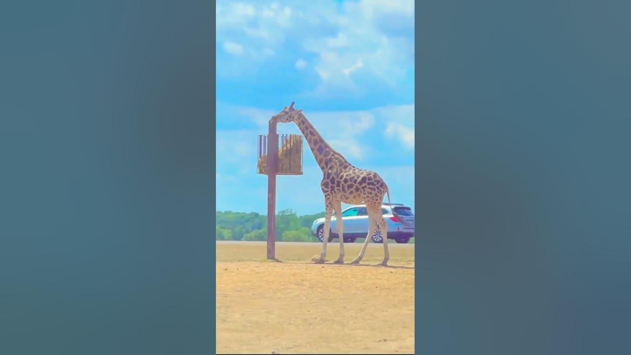 Giraffe Toronto zoo - YouTube