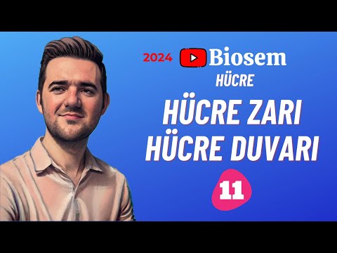 Video: Bütün hayvanlar ökaryot mudur?