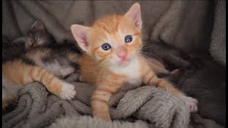 'Poor 子猫 kitten abandoned' 9 month old Koneko Moments
