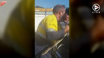 Snake handler rescues python wedged in car’s engine