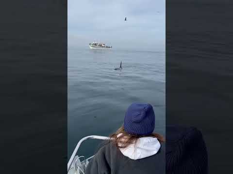 Wild orca TALKING
