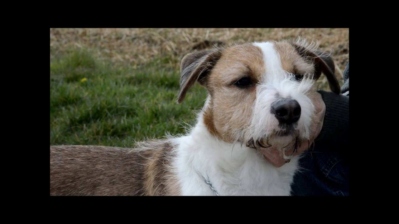 Avi Chien à Adopter Jadoptebe