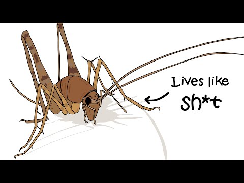 Why It Sucks to be Born as a Spider Cricket