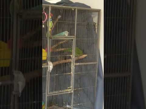 lorikeet-and-ringneck-talking