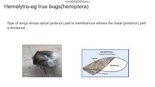 Type of Insect Wing