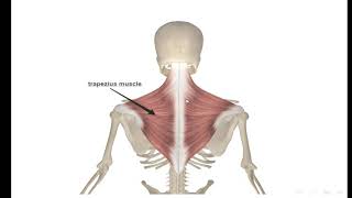 [[ anatomy ]] : Muscles Of Scapular Region (part 1)