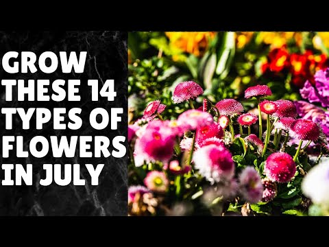 Video: Kenmerken Van Het Zaaien Van Meerjarige Bloemen In Juli