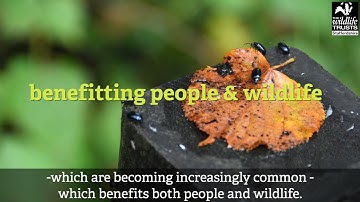 Climate Action: Natural Flood Management