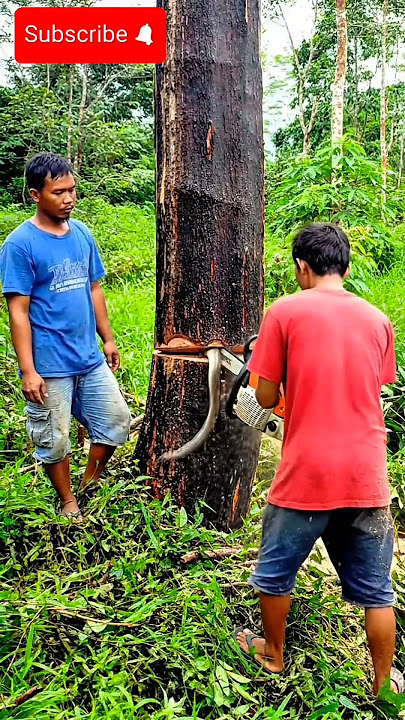 This person looks relaxed when cutting down a tree with a snake #cuttingbigtree #chainsaw #wood