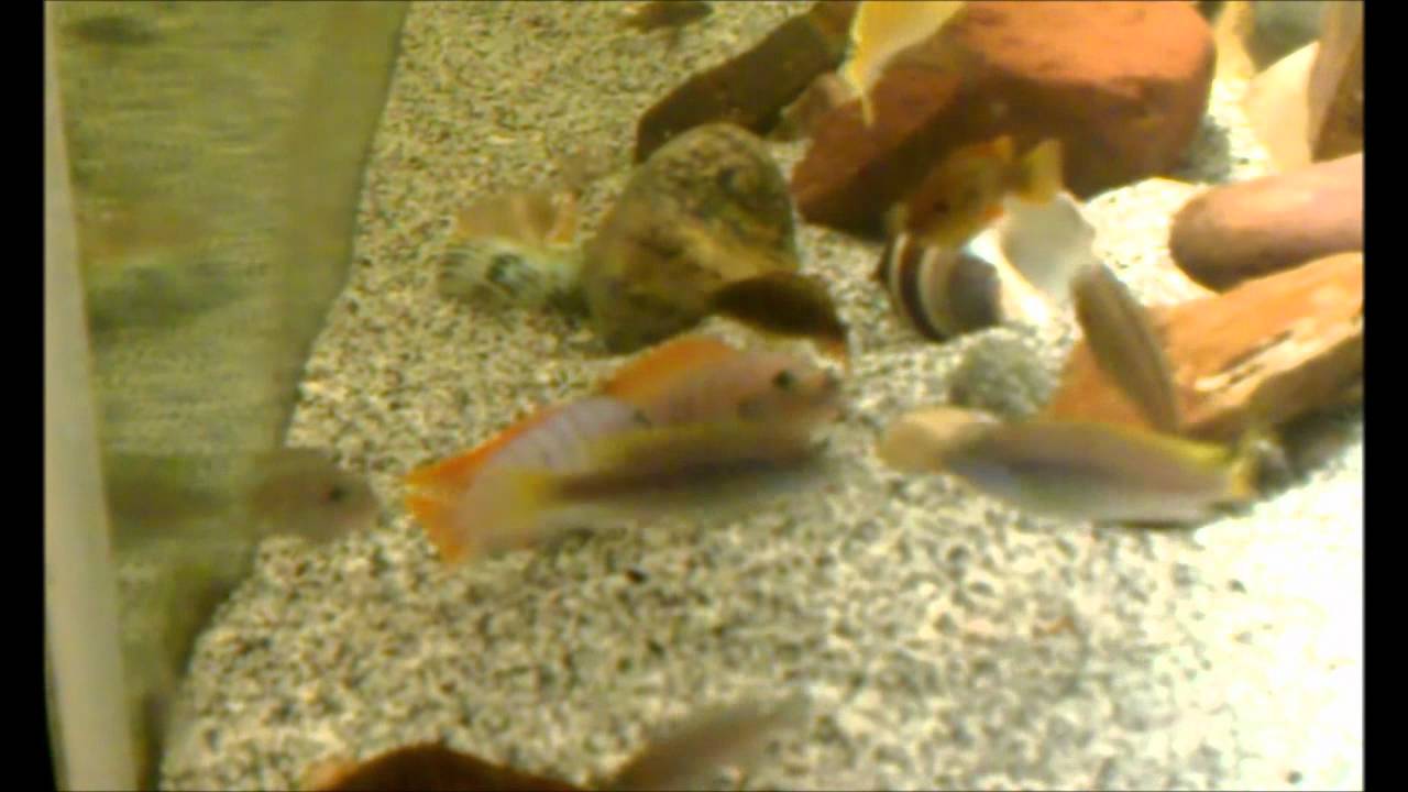 red top zebra YouTube