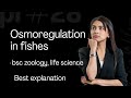 Osmoregulation in fishes . Best explanation in 3 min ( bsc )