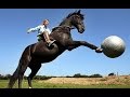 IF YOU DON'T LAUGH, YOU LOSE  - Hilarious ultimate HORSE compilation - Watch and enjoy!