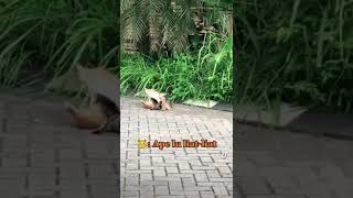 IBU KUCING MENYUSUI ANAK-ANAKNYA #shorts #kucing #kucingimut #kucinglucu #cat #viral #funny #shorts