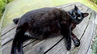 食べちゃう(黒猫) mqdefault.jpg