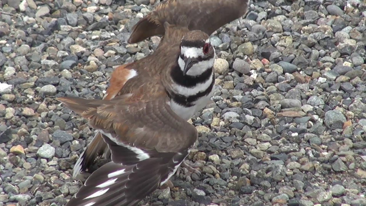 Killdeer bonus clip - classic 'broken wing act'