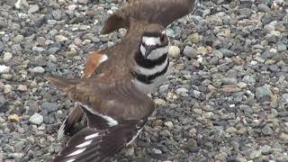 Killdeer Bonus Clip - Clic Broken Wing Act