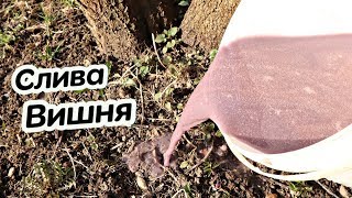 Всегда будете с урожаем крупной сливы и вишни если делать это весной! Уход весной за сливой вишней!