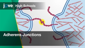 Adherens Junctions | Cell Bio | Video Textbooks - Preview