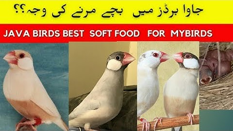 Young Java sparrow death reason | Java k pathy q marahy hin | java bird care tips | Java sparrow