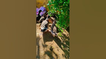 Ducks Quack Quack  sound 🦆#cute #duckling #ducksound #moringvibes